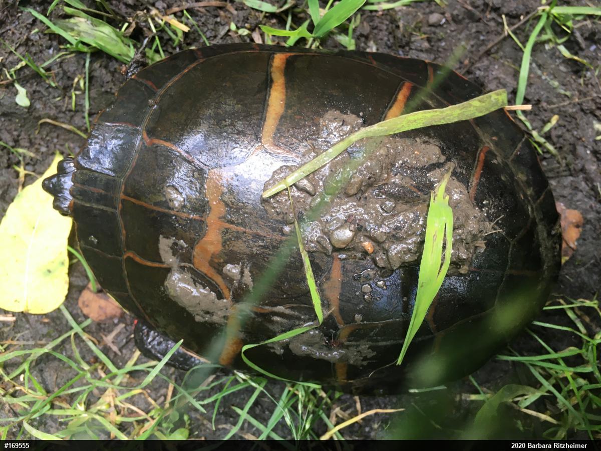 Painted Turtle