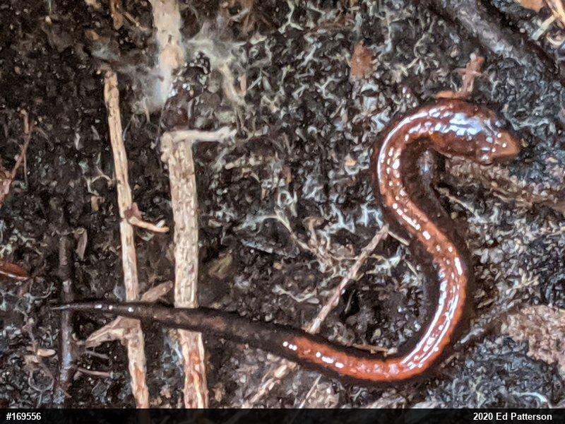 Eastern Red-backed  Salamander