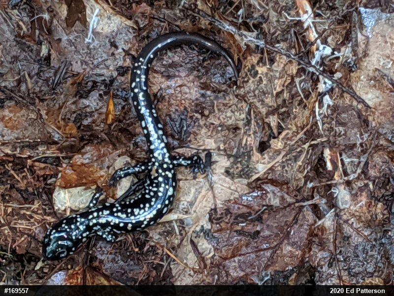 Northern Slimy Salamander