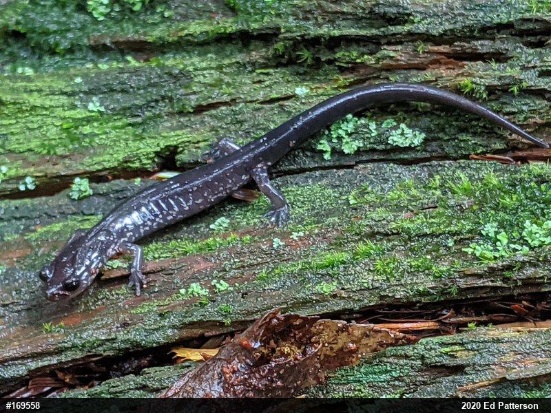 Wehrle's Salamander