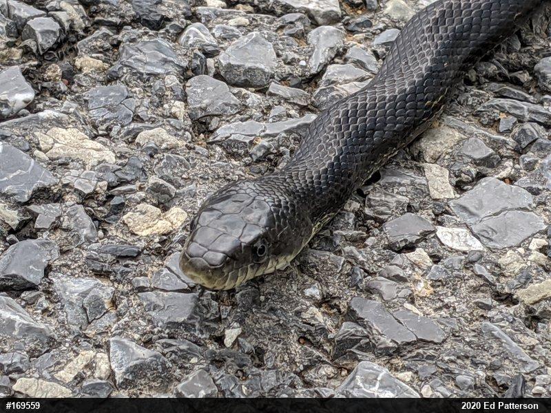 Eastern Ratsnake