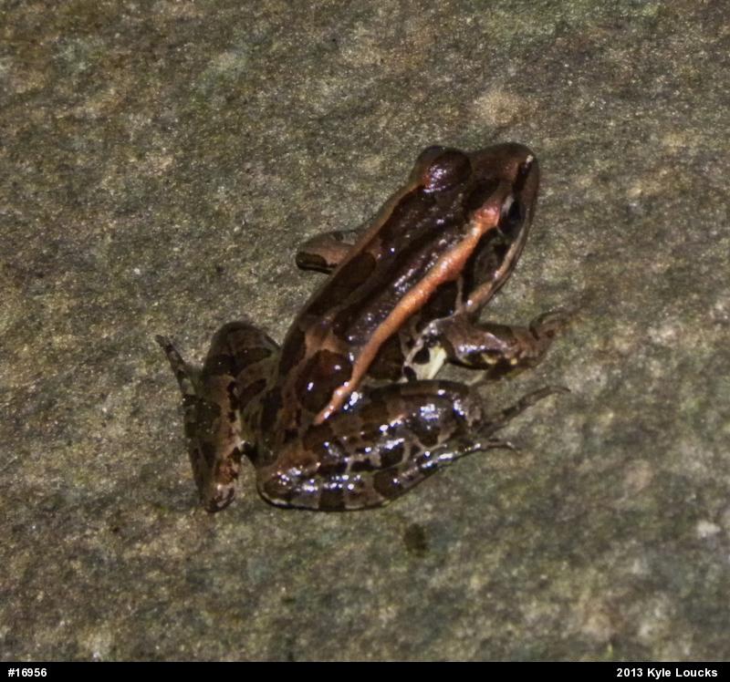 Pickerel Frog