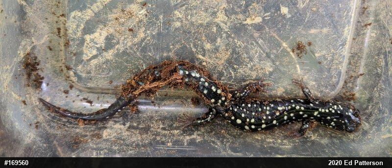 Northern Slimy Salamander