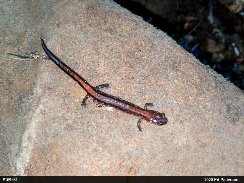 Eastern Red-backed  Salamander