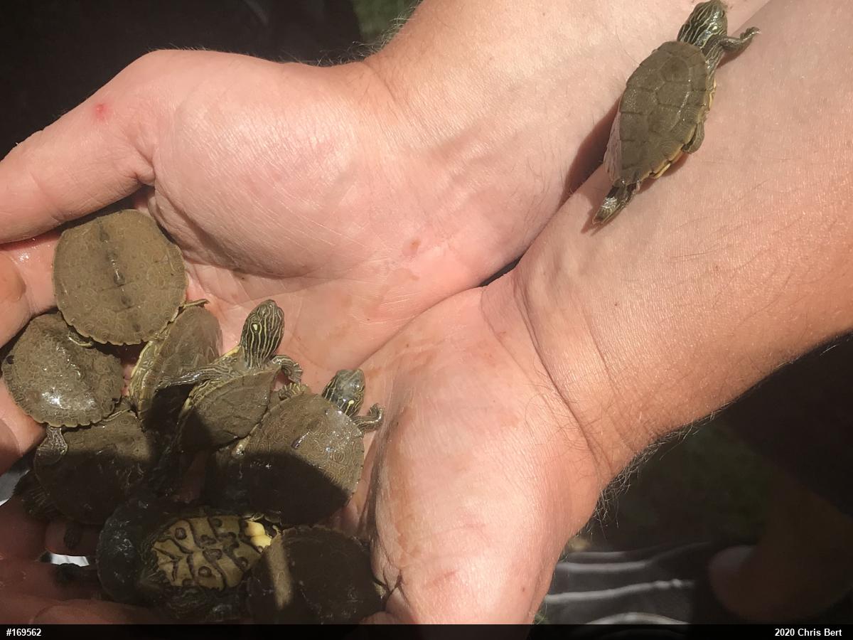 Northern Map Turtle