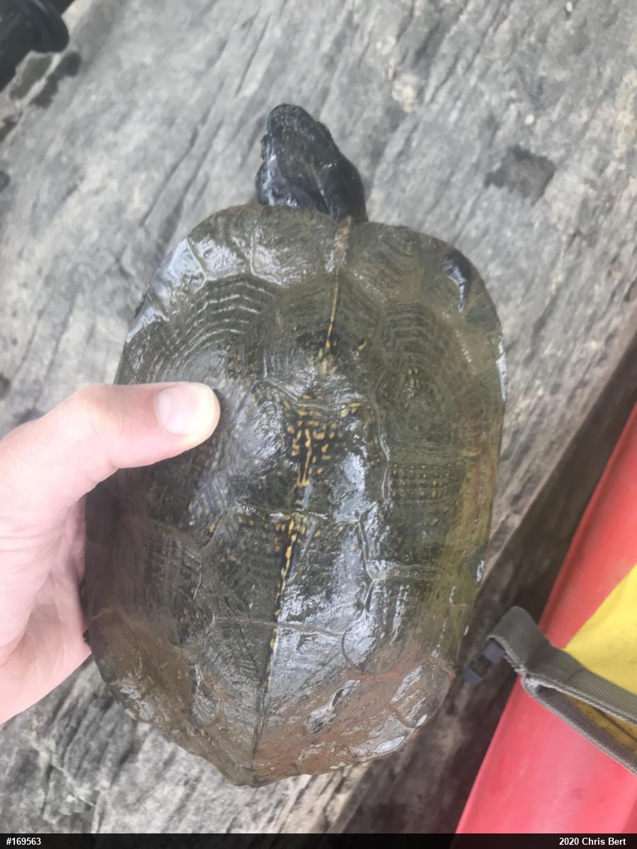 Wood Turtle