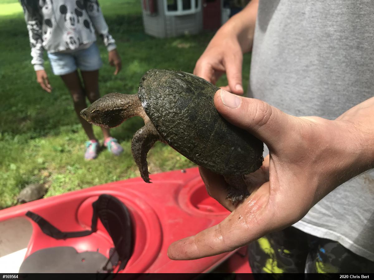 Eastern Musk Turtle