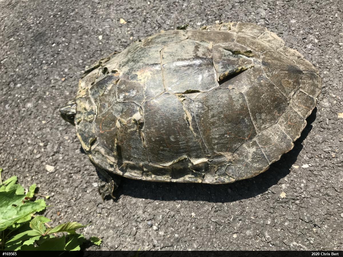 Northern Map Turtle
