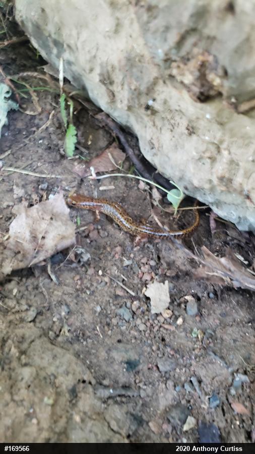 Eastern Long-tailed Salamander