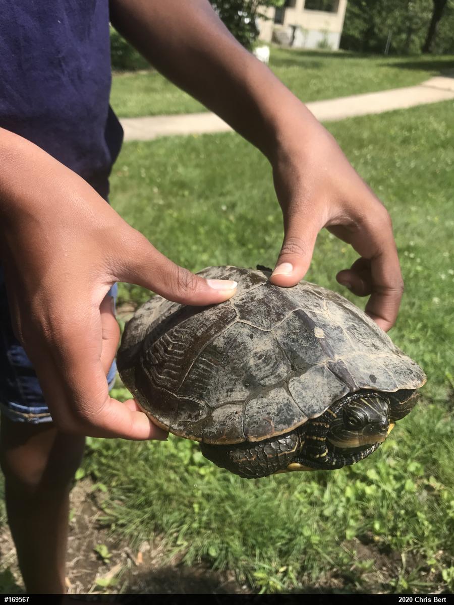 Northern Map Turtle