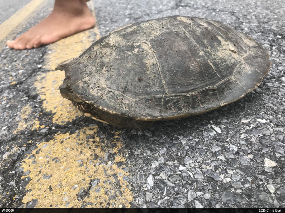 Northern Map Turtle