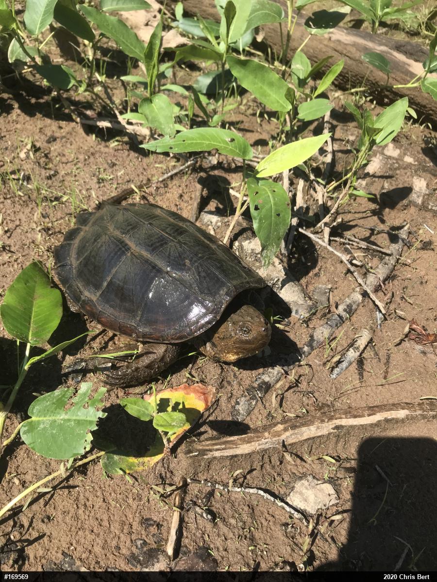 Snapping Turtle