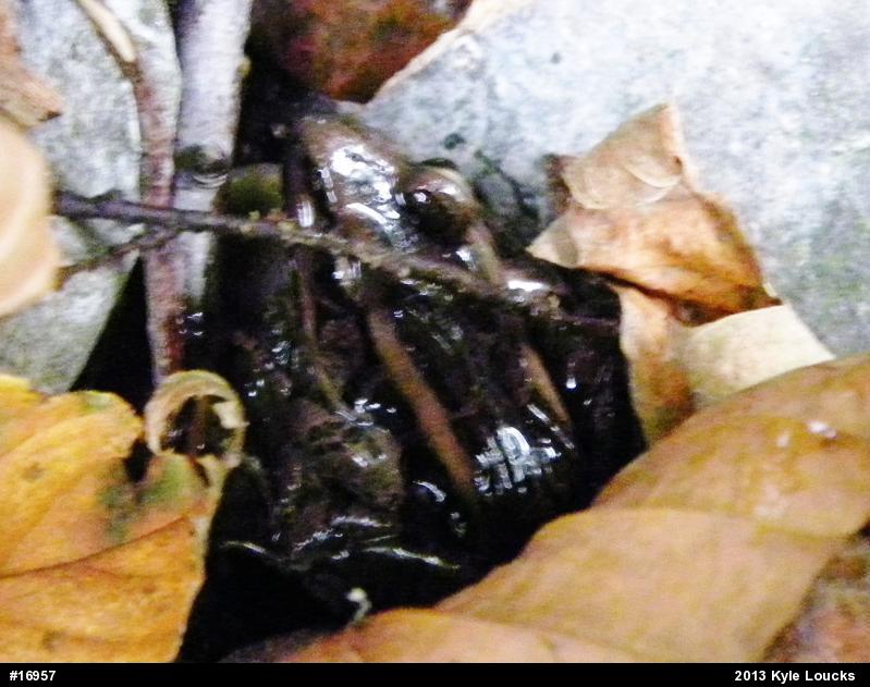 Pickerel Frog