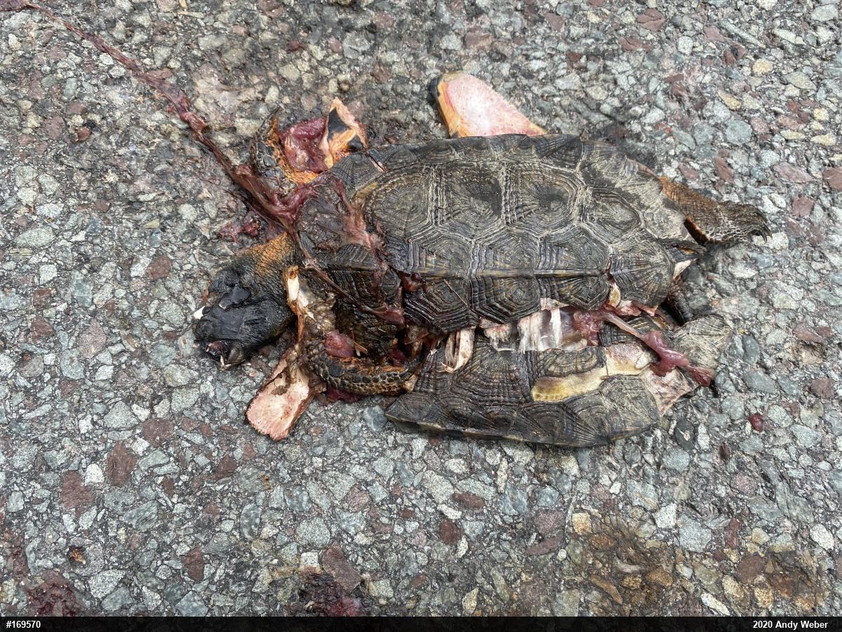 Wood Turtle