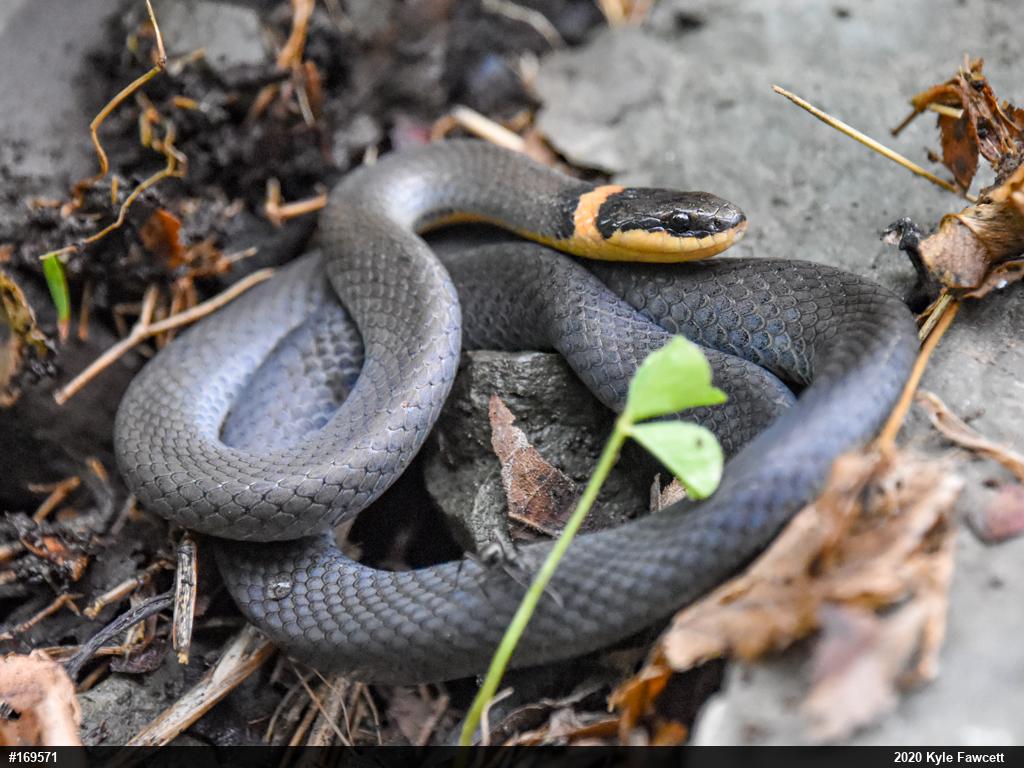 Northern Ring-necked Snake