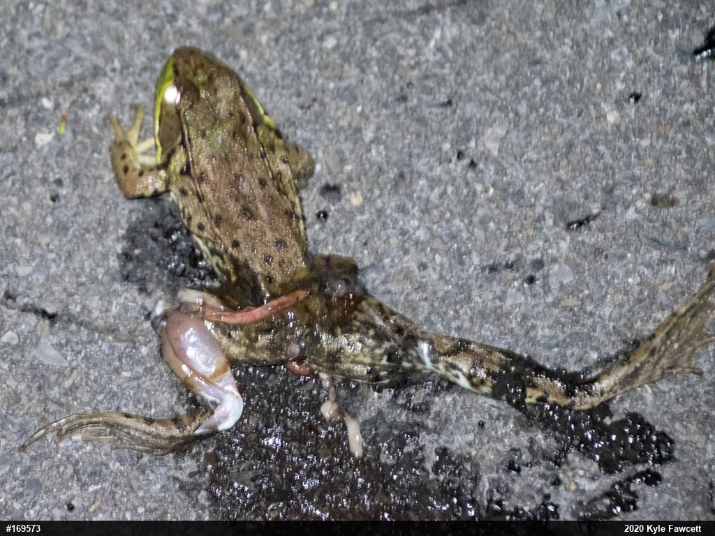 Green Frog