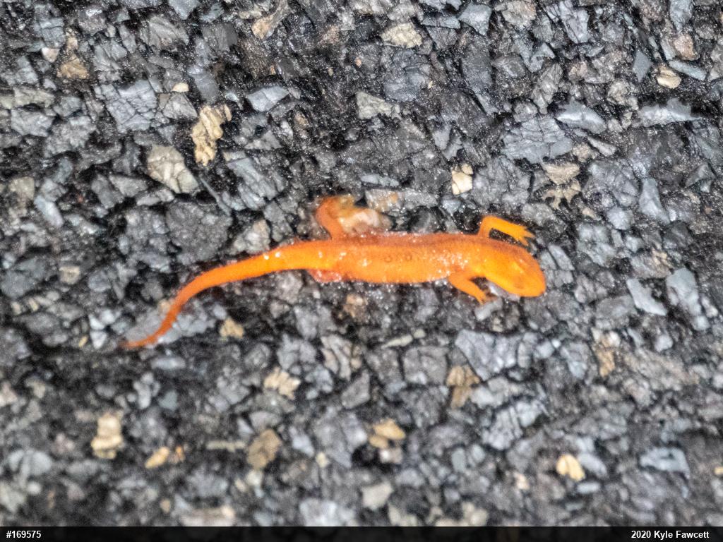 Red-spotted Newt
