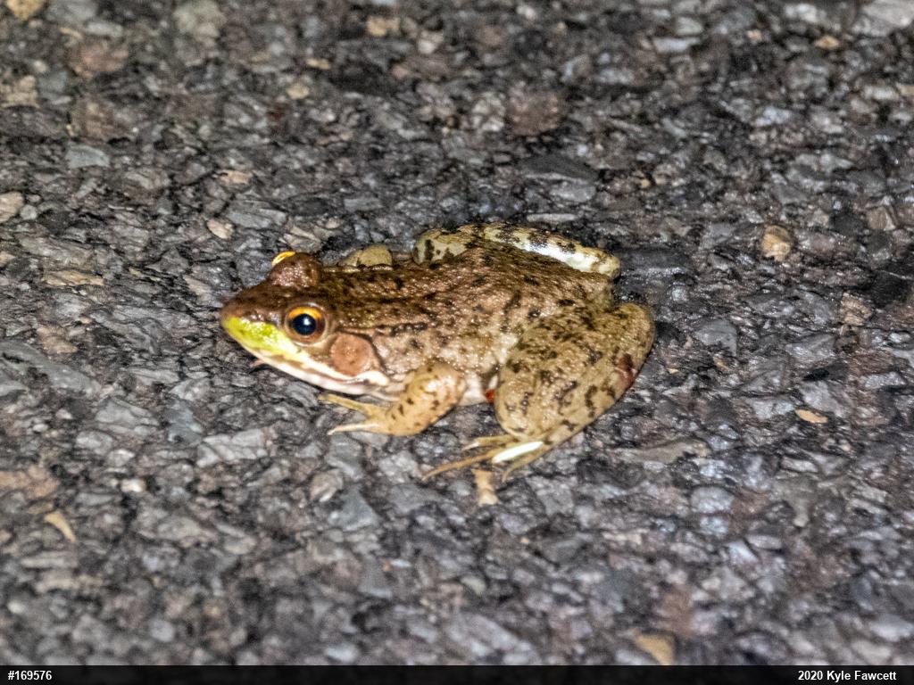 Green Frog