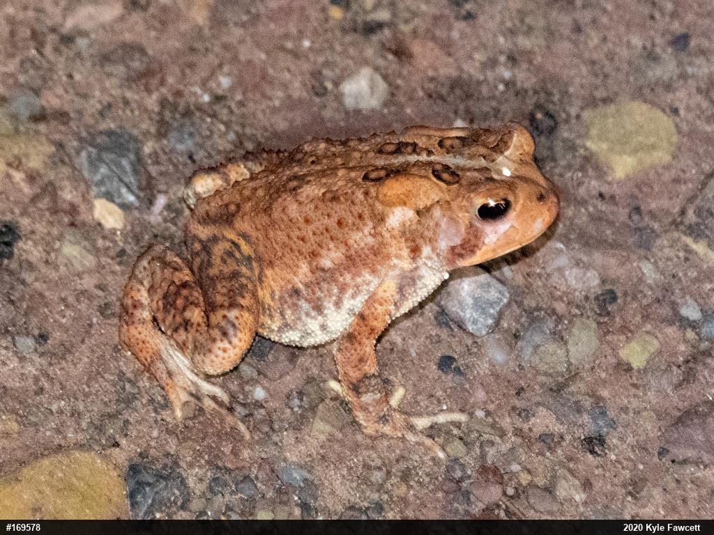 Eastern American Toad