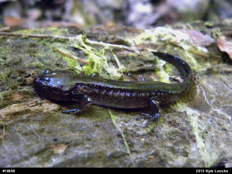 Spotted Salamander