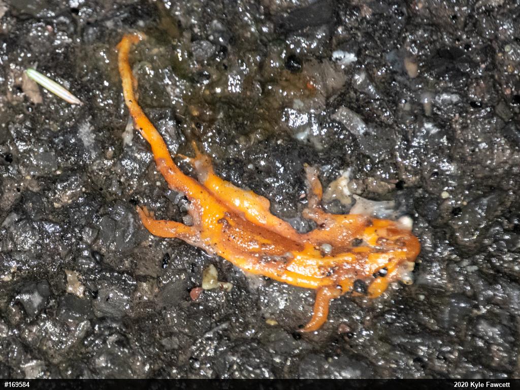 Red-spotted Newt