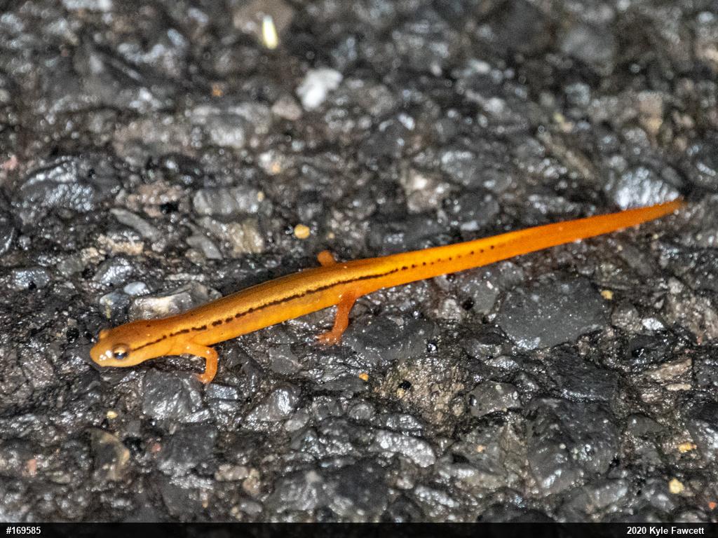 Northern Two-lined Salamander