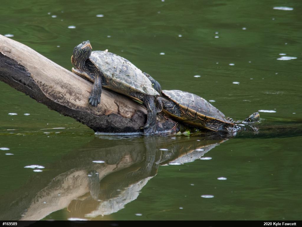 Northern Map Turtle
