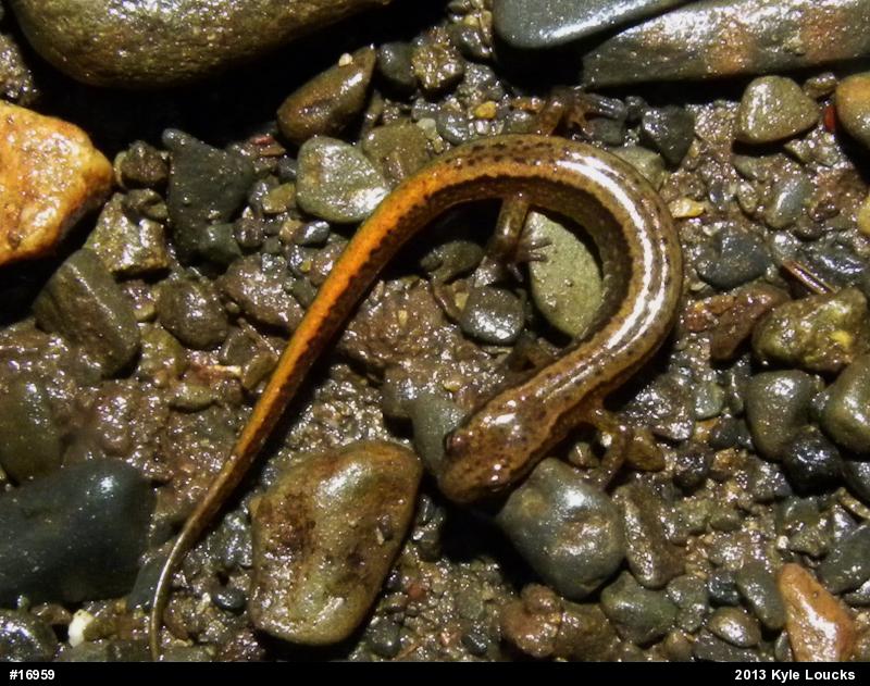 Northern Two-lined Salamander