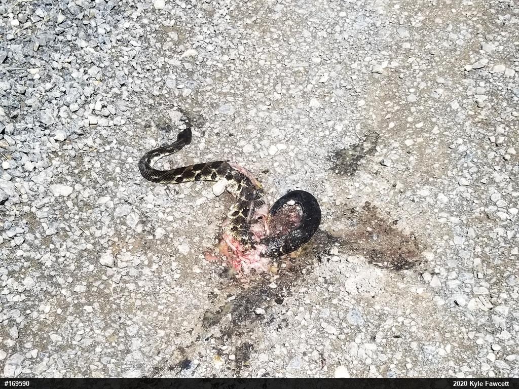 Timber Rattlesnake