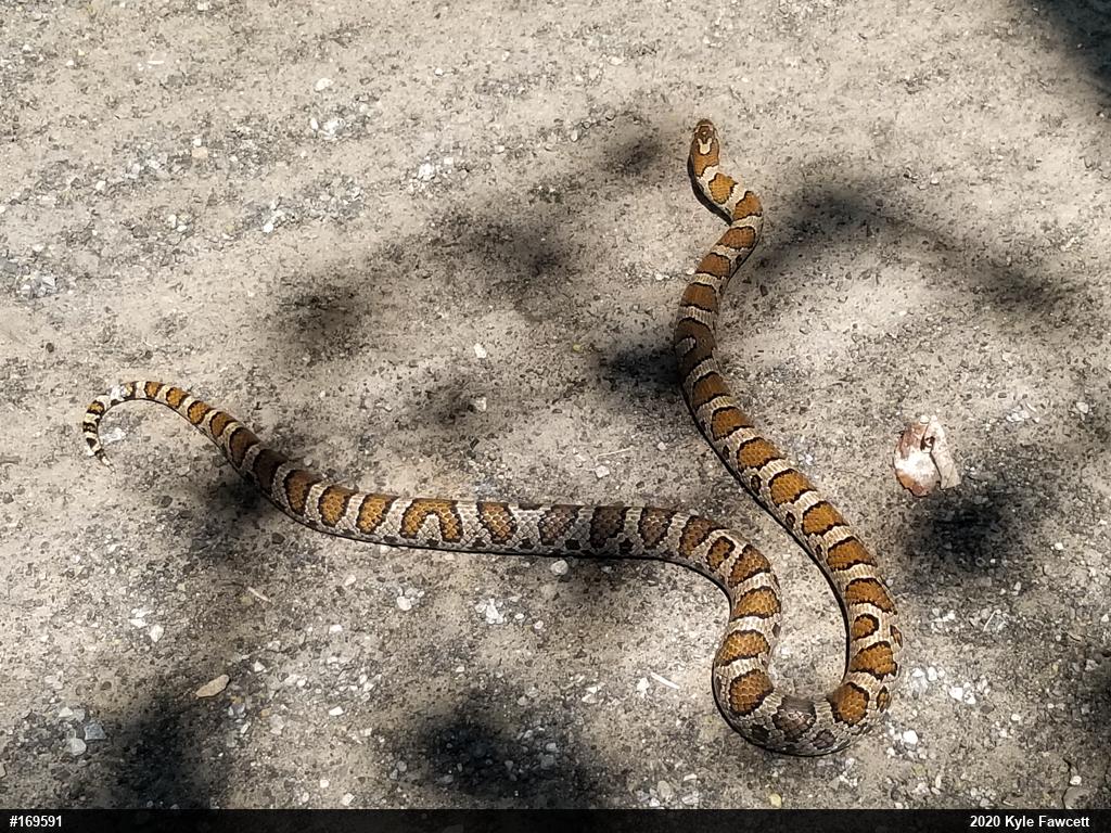Eastern Milksnake