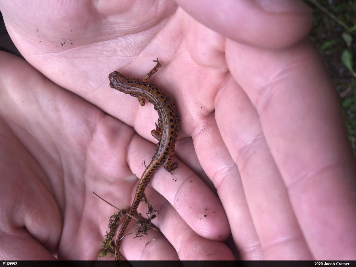 Eastern Long-tailed Salamander