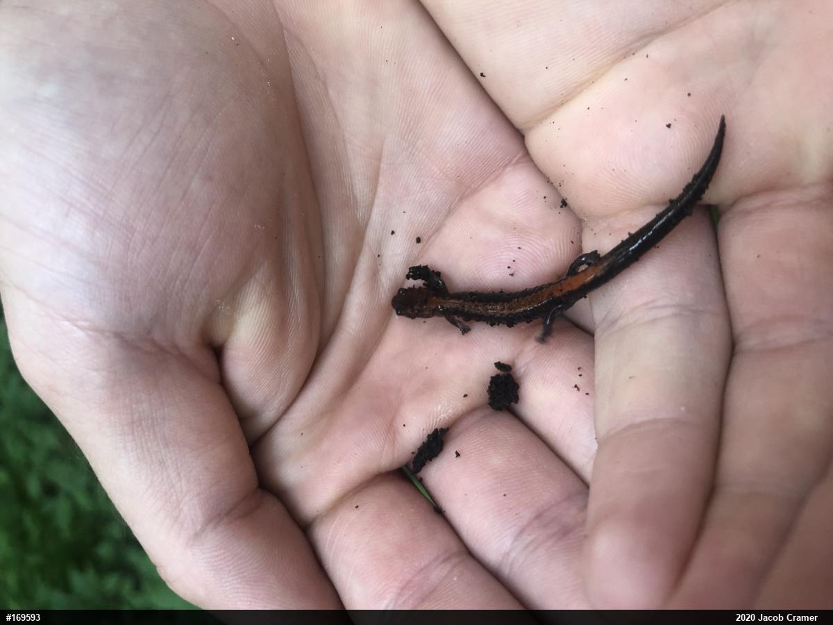 Eastern Red-backed  Salamander