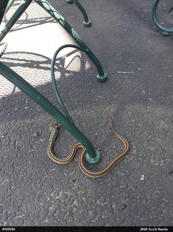 Eastern Gartersnake