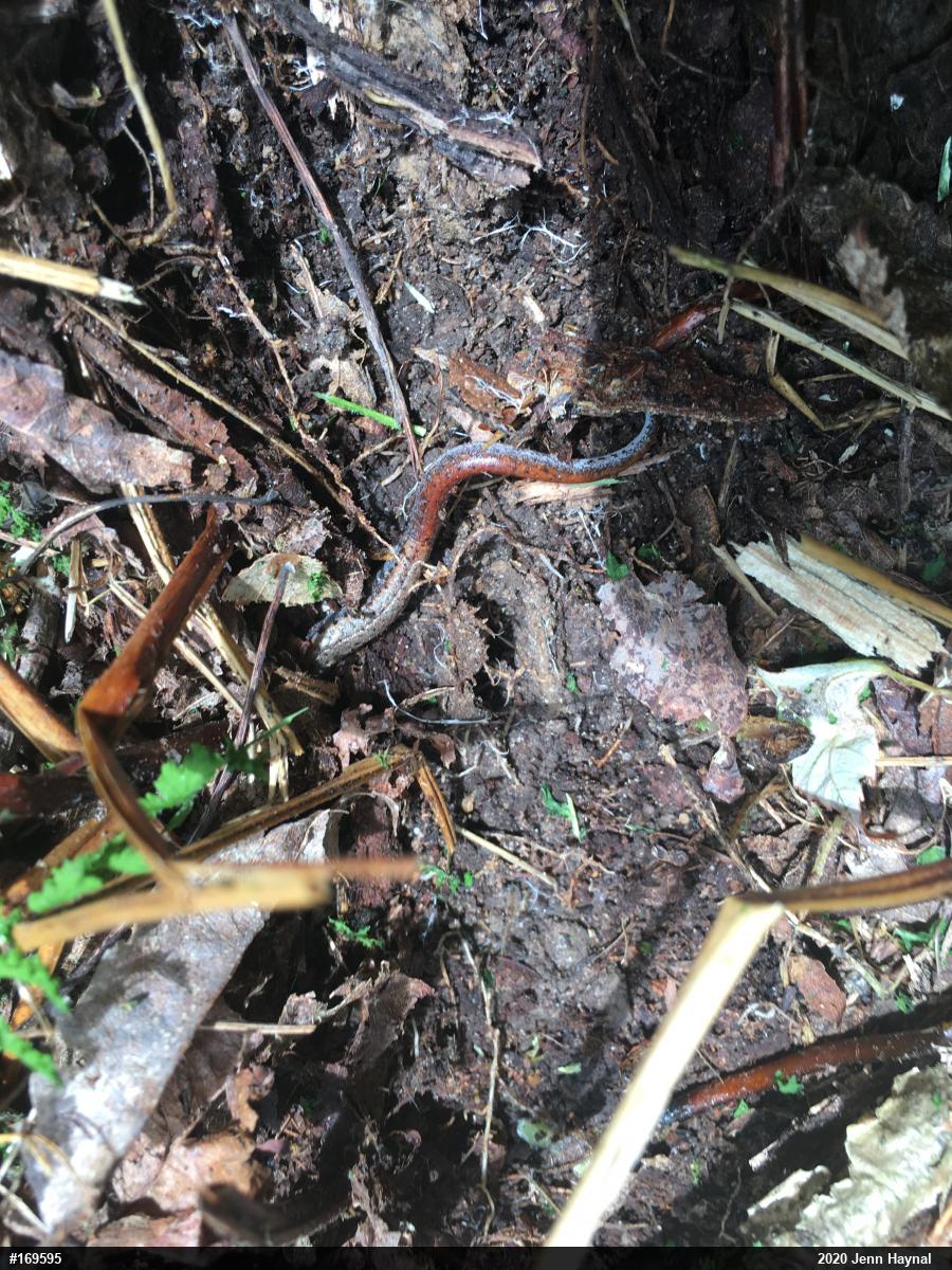 Four-toed Salamander