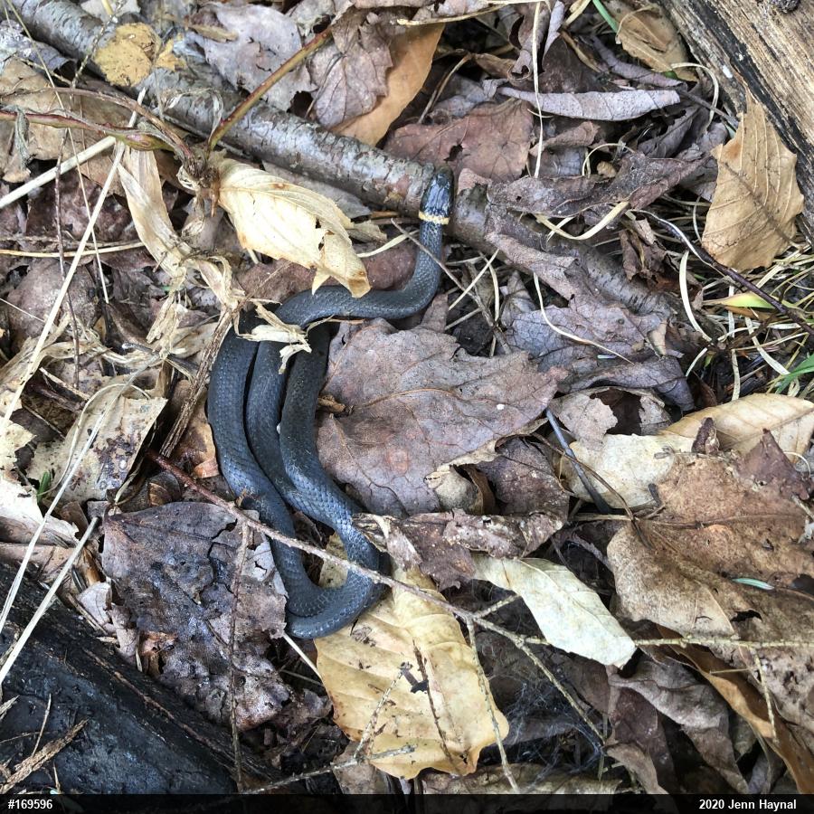 Northern Ring-necked Snake