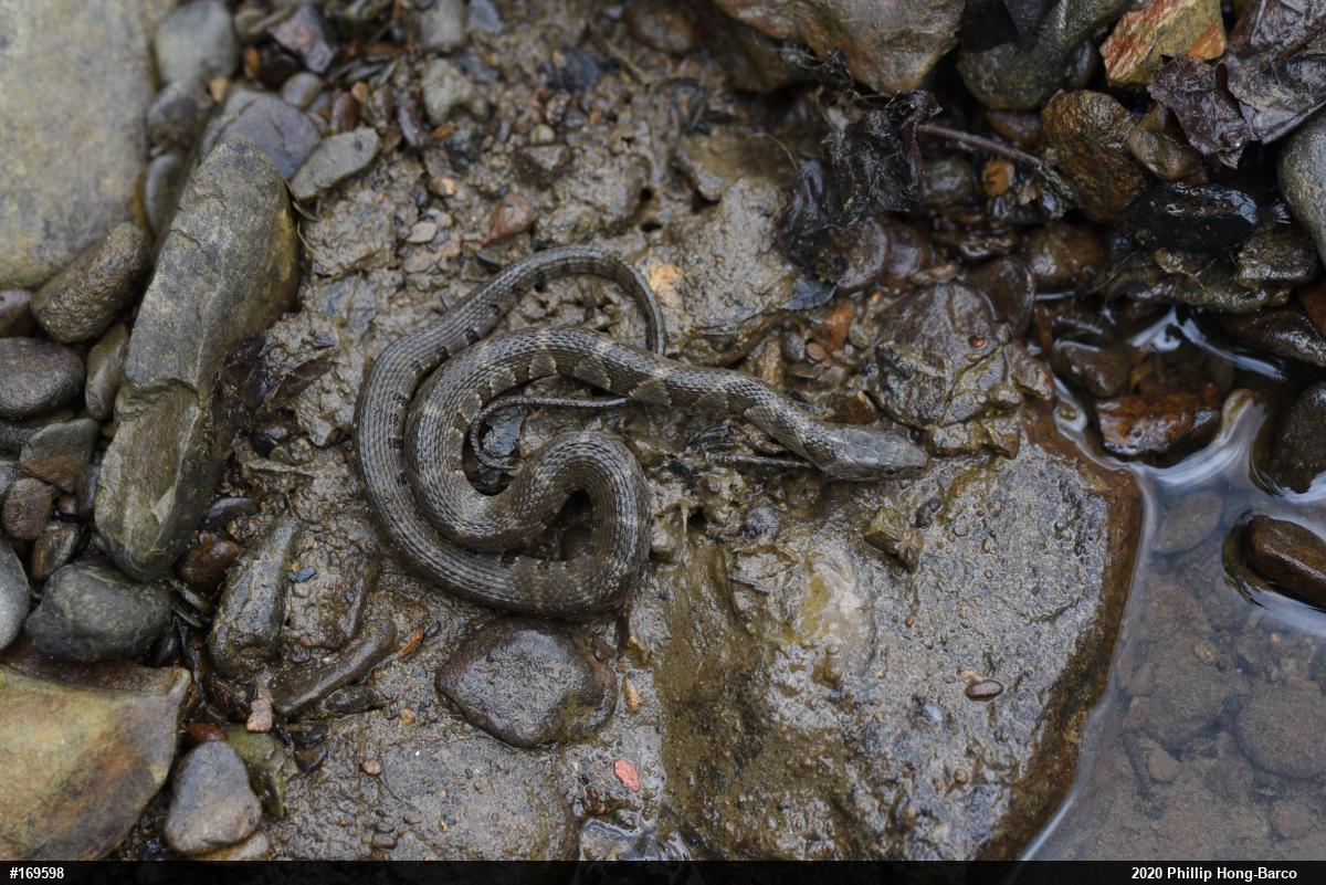 Northern Watersnake