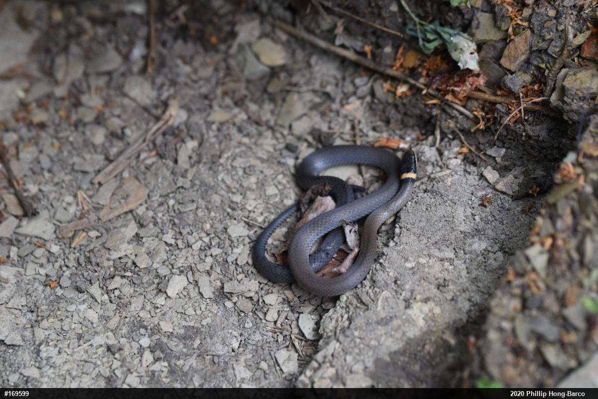 Northern Ring-necked Snake
