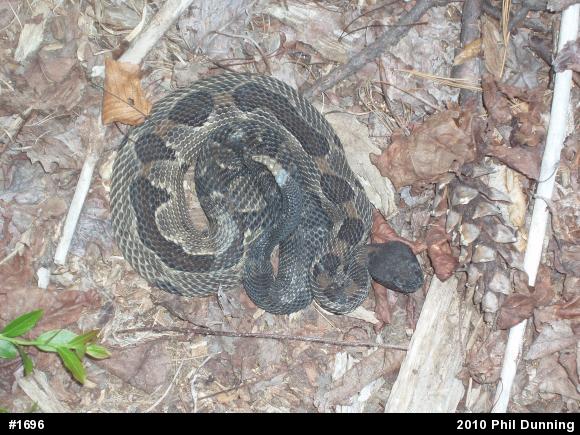 Timber Rattlesnake
