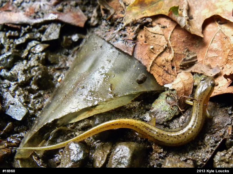 Northern Two-lined Salamander