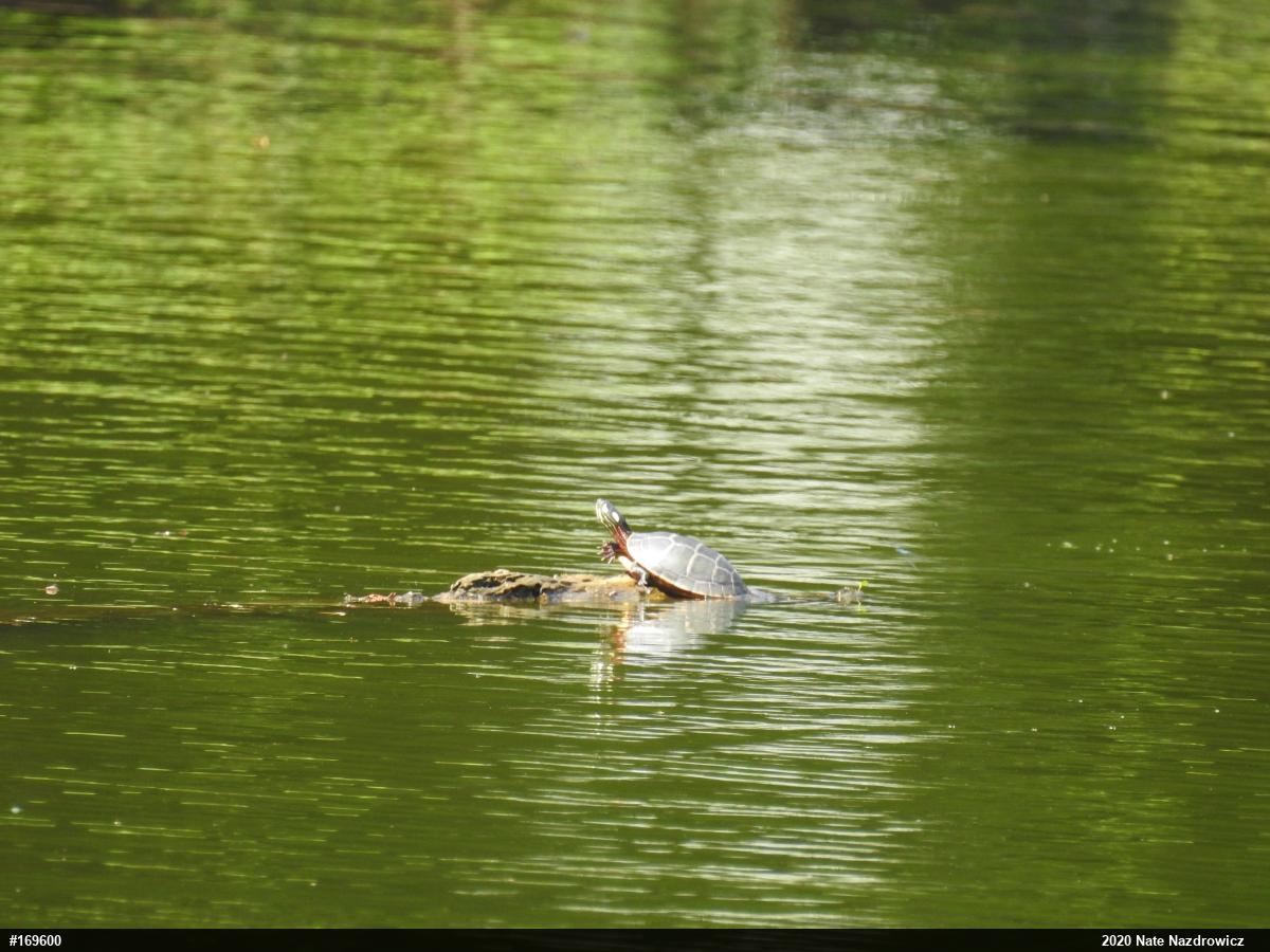 Eastern Painted Turtle