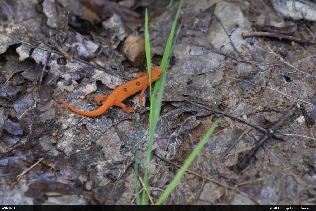 Red-spotted Newt