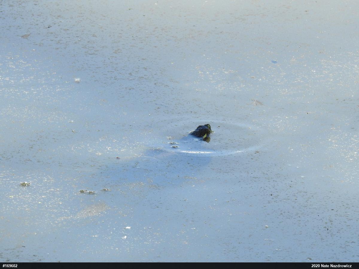 Painted Turtle