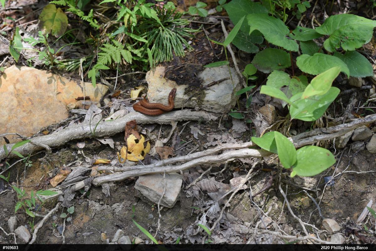 Red-bellied Snake