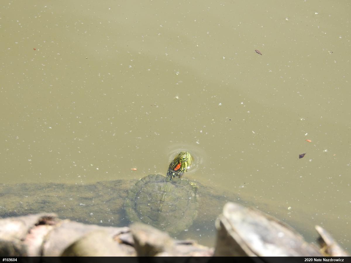 Red-eared Slider