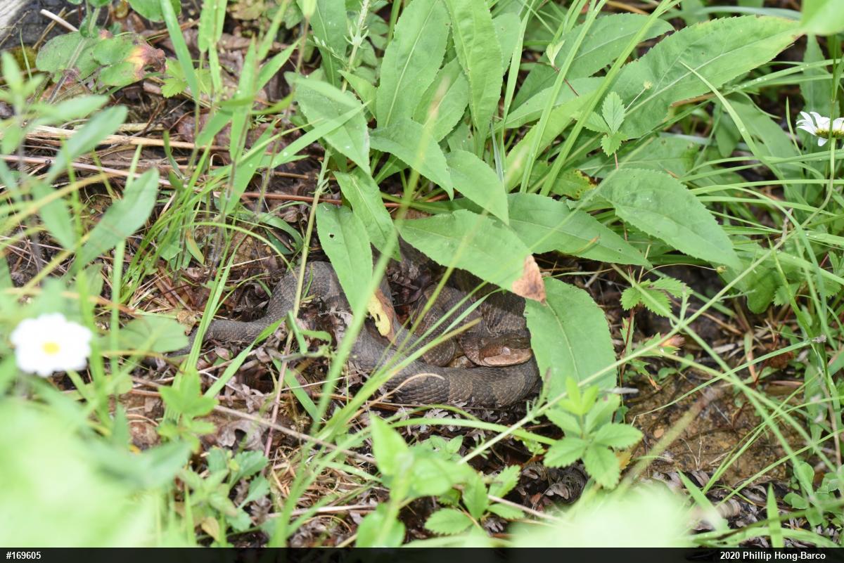 Northern Copperhead