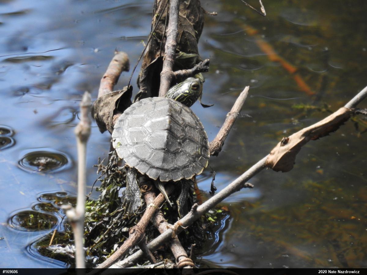 Northern Map Turtle