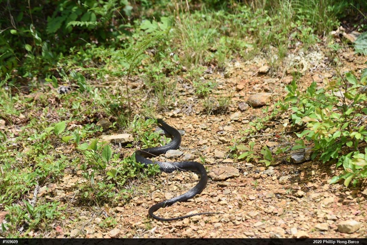 Northern Black Racer