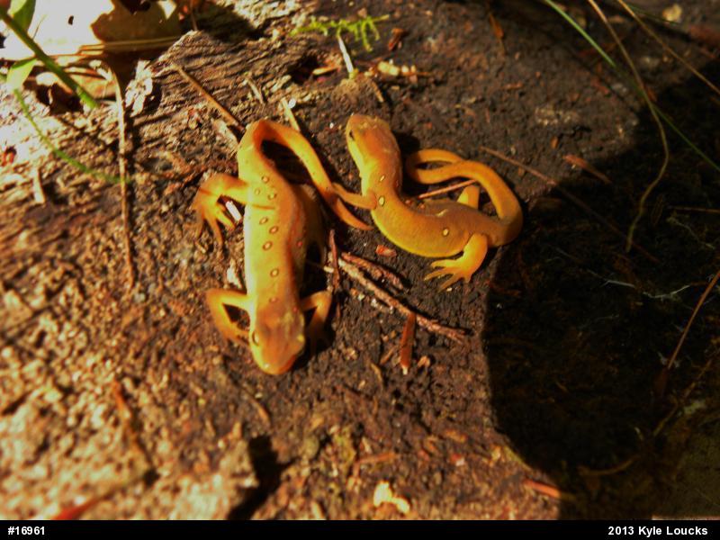 Red-spotted Newt
