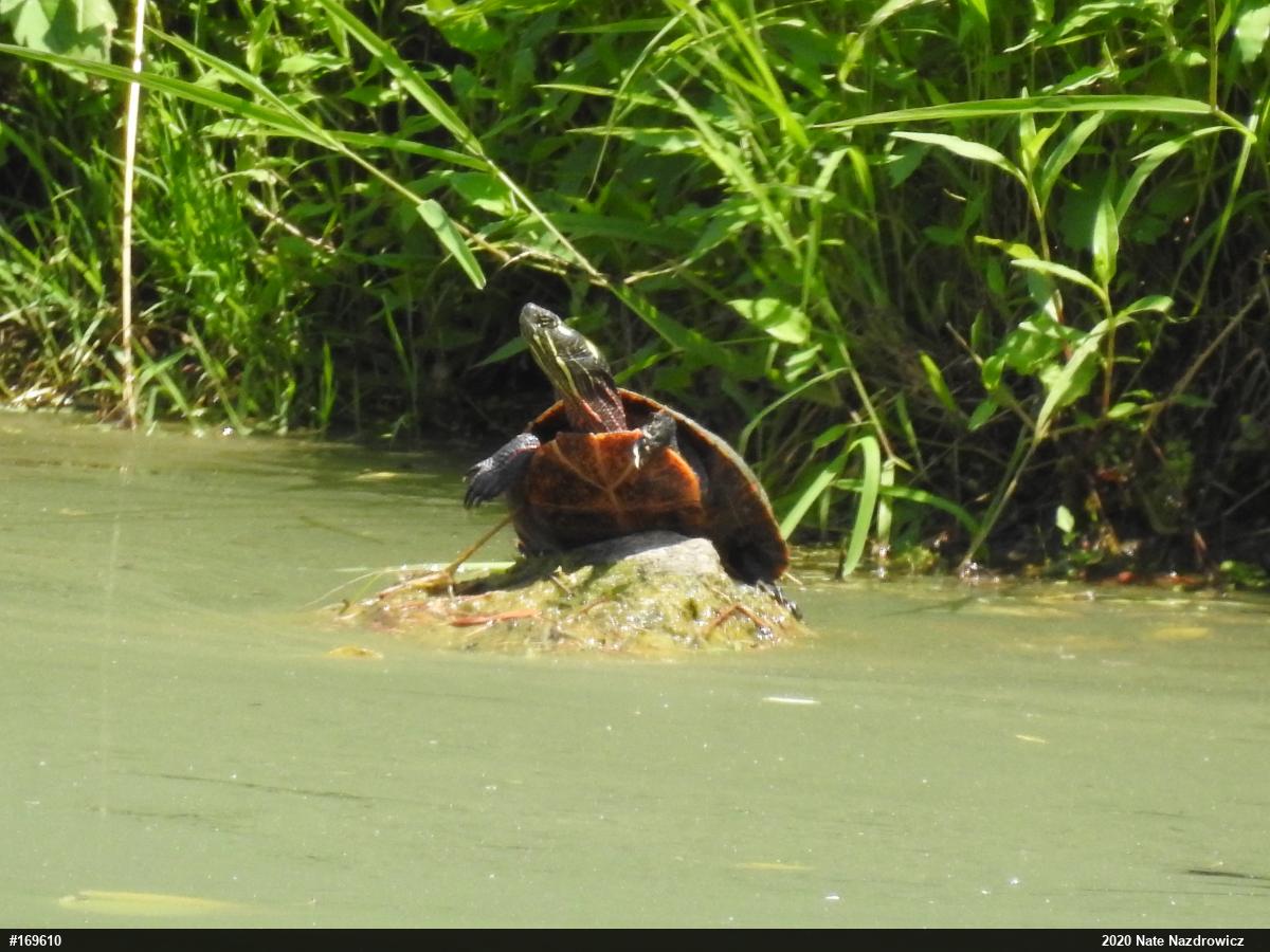 Painted Turtle