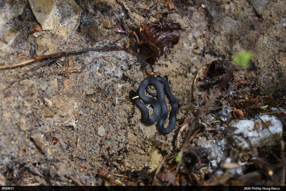 Northern Ring-necked Snake